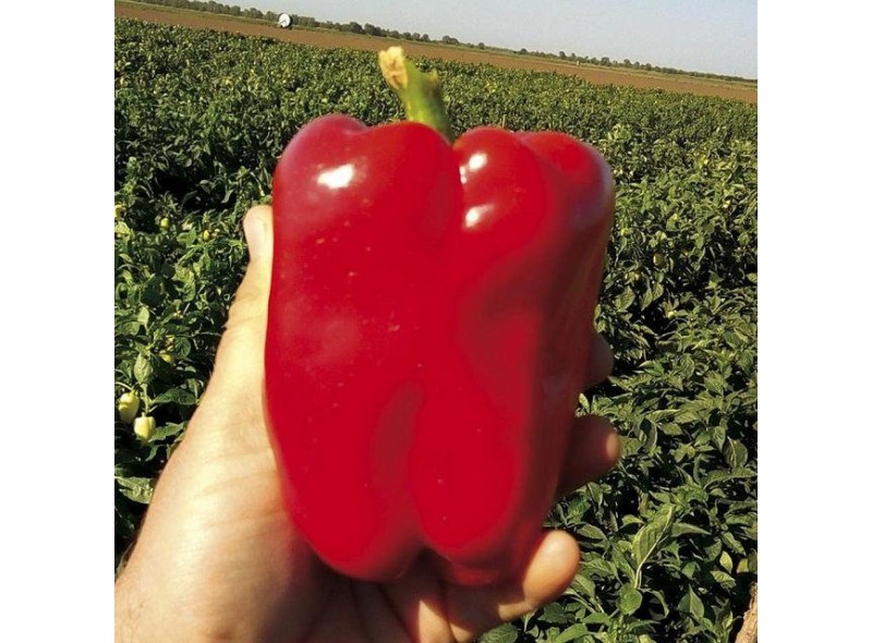Семена перца Менчул F1 (250сем.), Libra Seeds (Erste Zaden) Семена перца Менчул F1 (250сем.), Libra Seeds (Erste Zaden)